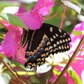 Palamedes Swallowtail on Azalea