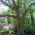 Ancient Live Oak