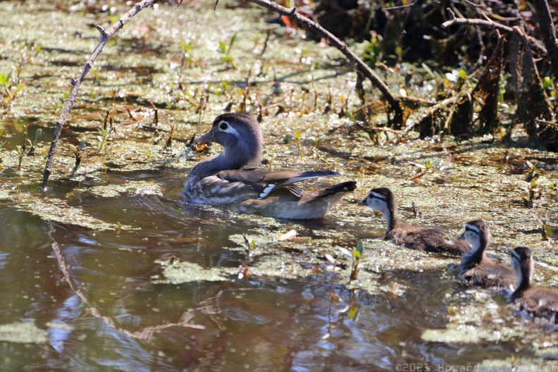 Wood Duck and Ducklings