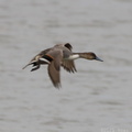 Northern Pintail in Flight