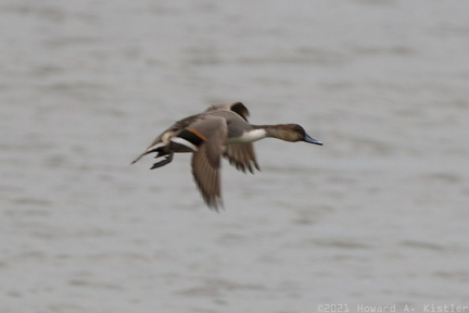Northern Pintail in Flight