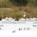 Egret, Heron, Pelican, & Pintail