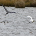 Great Blue Heron & Great Egret in Flight