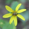 Augochlora Green Metallic Bee on yellow aster