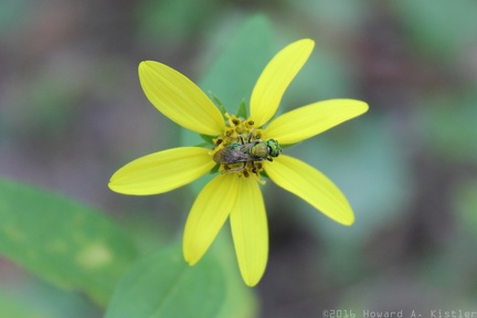 Augochlora Green Metallic Bee on yellow aster
