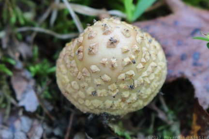 Veiled mushroom