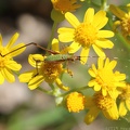 Golden Ragwort & Bush Katydid