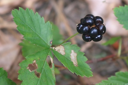 Southern Dewberry
