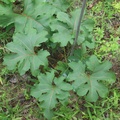 Kidney-leaf Rosinweed