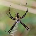 Black-and-Yellow Argiope