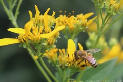 European Honey Bee on Yellow Crownbeard