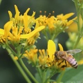 European Honey Bee on Yellow Crownbeard