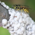 Scale Insects & Yellowjacket