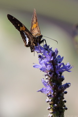 Silver-spotted Skipper on Pickerelweed