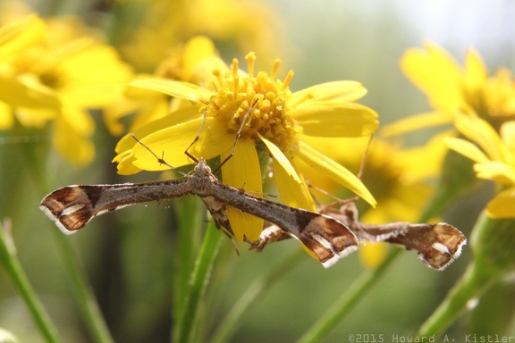 Golden Ragwort & Artichoke Plume Moth