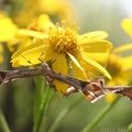 Golden Ragwort & Artichoke Plume Moth