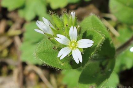 Sticky Mouse-ear Chickweed