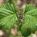 Maple-leaved Viburnum