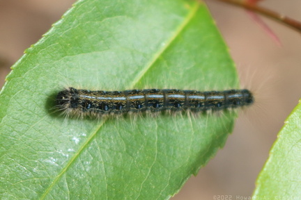 Eastern Tent Caterpillar