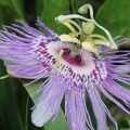 Purple Passionflower & Inchworm