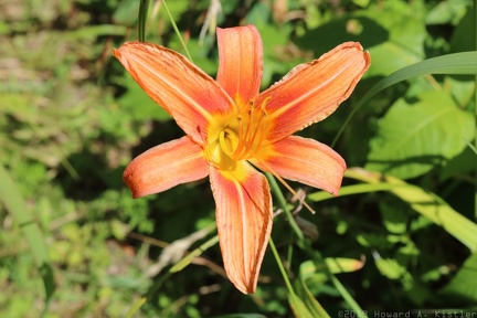 Orange Daylily