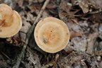 rockwoodpk
