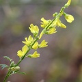 Yellow Sweet-clover