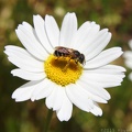 Ox-eye Daisy & Bee