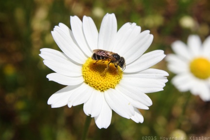 Ox-eye Daisy & Bee