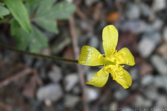Early Buttercup