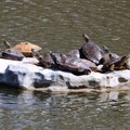 Turtle Pileup II
