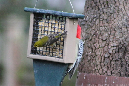 Pine Warbler and Red-bellied Woodpecker