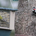 Pine Warbler and Downy Woodpecker
