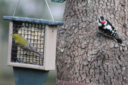 Pine Warbler and Downy Woodpecker