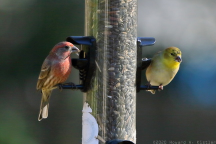 Purple Finch and American Goldfinch