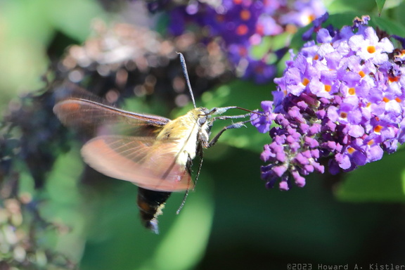 Snowberry Clearwing Hummingbird Moth