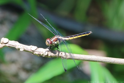 Yellow-sided Skimmer